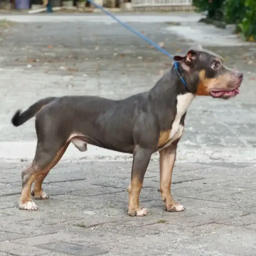 Pitbull Jantan Lilac Tan Tricolor American Pit Bull Male Langka