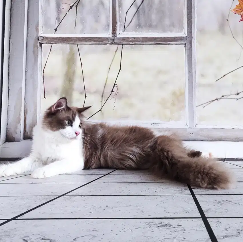 Kucing Ragdoll Bicolor Simetris Cinnamons