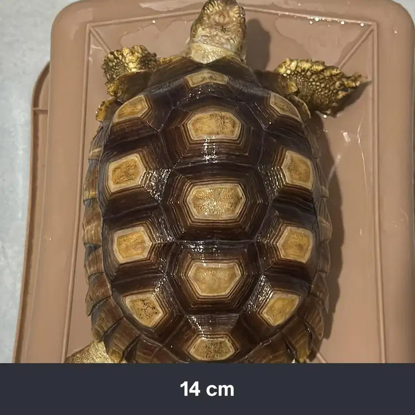 Kura Kura Sulcata 14&15 cm Murah