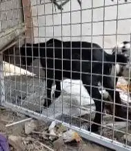 sepasang kambing kerdil mini peranakan pygmi 4 bulanan pendek exotik