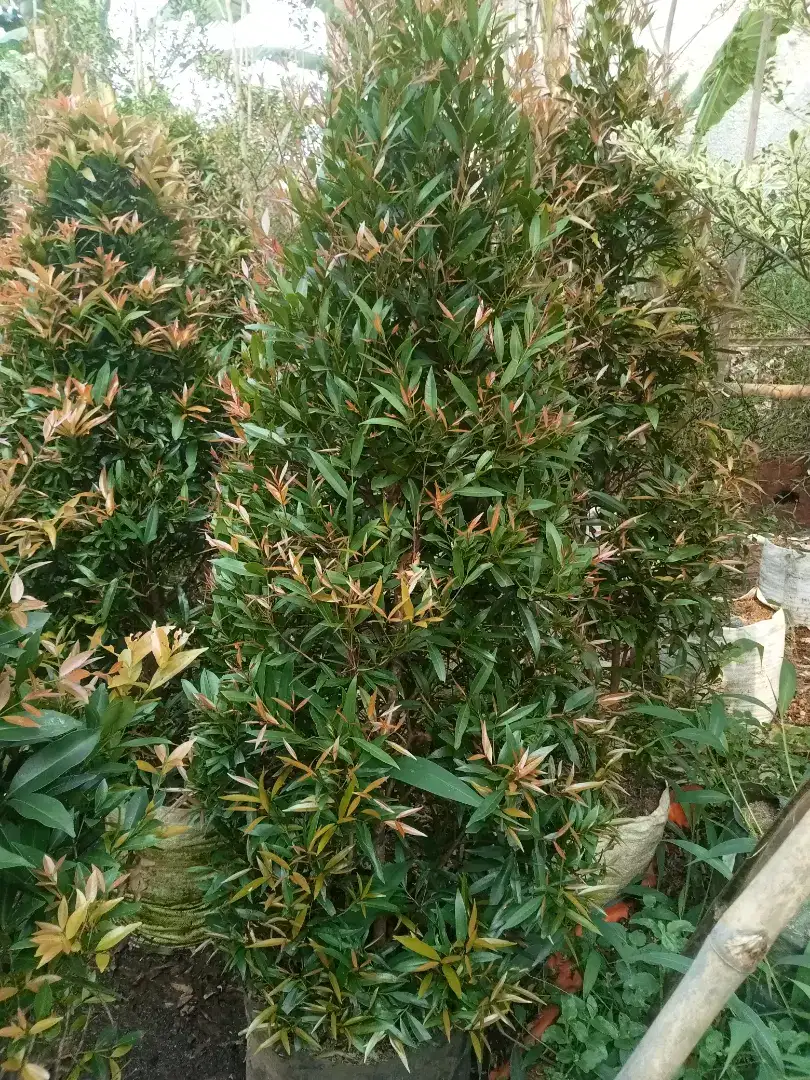 Pohon pucuk merah