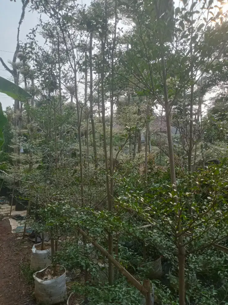 Pohon Ketapang Kencang