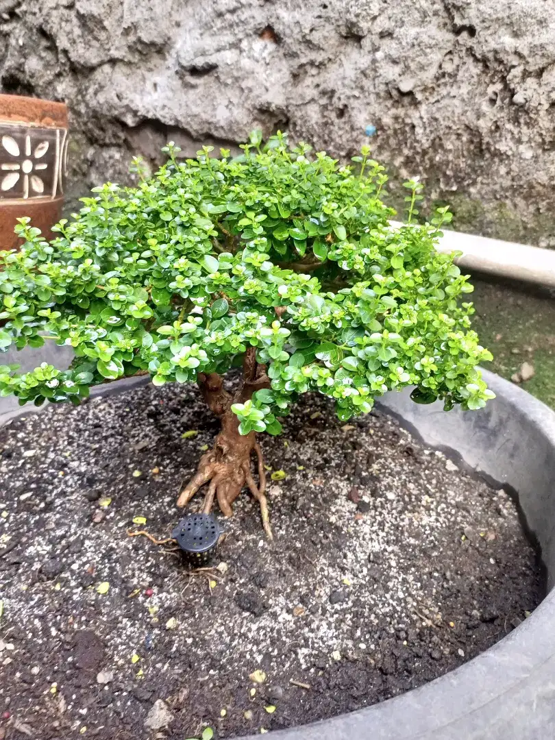 bonsai sancang siap pajang