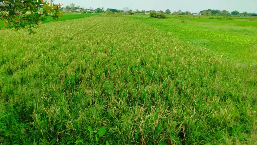 Dijual Sawah Pinggir Jalan di Ds Tlobong Delanggu Klaten LT 1340 m2