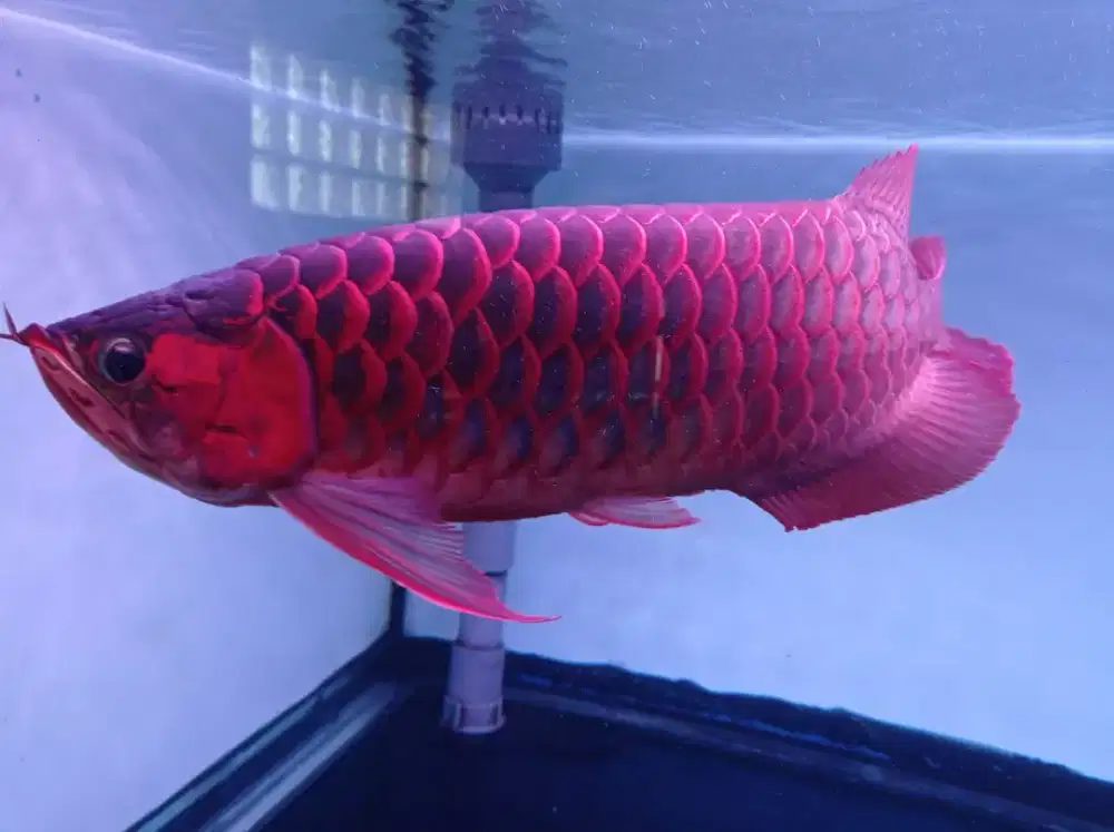 Arwana Super Red