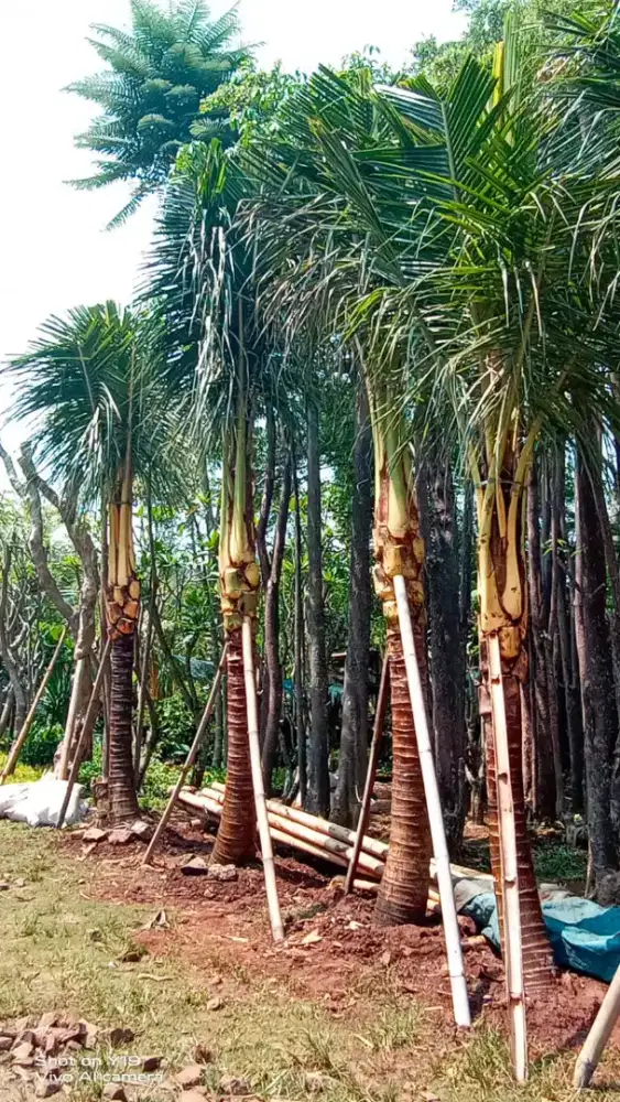 Pohon kelapa kuning tinggi 2 meter batang keras siap berbuah