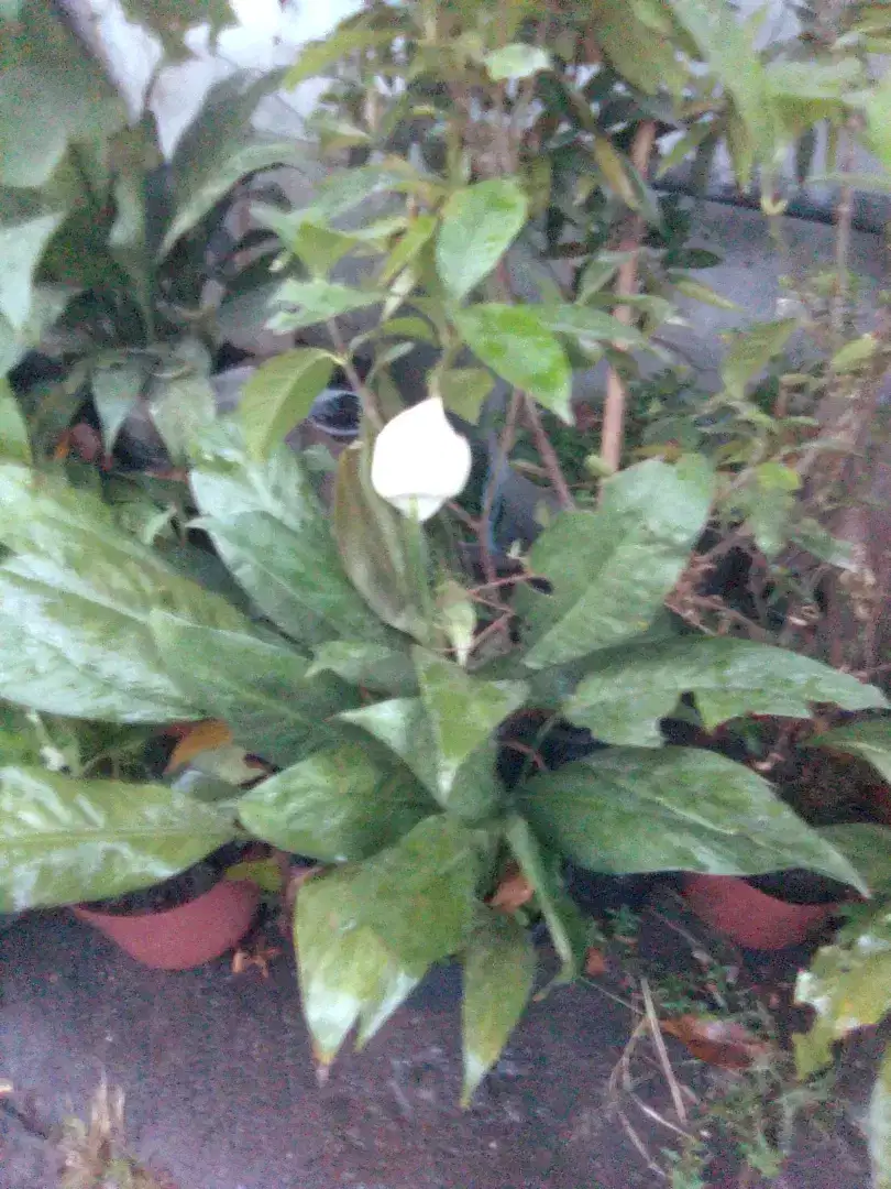 Jual tanaman hias hidup peace lily varigata banyak stok