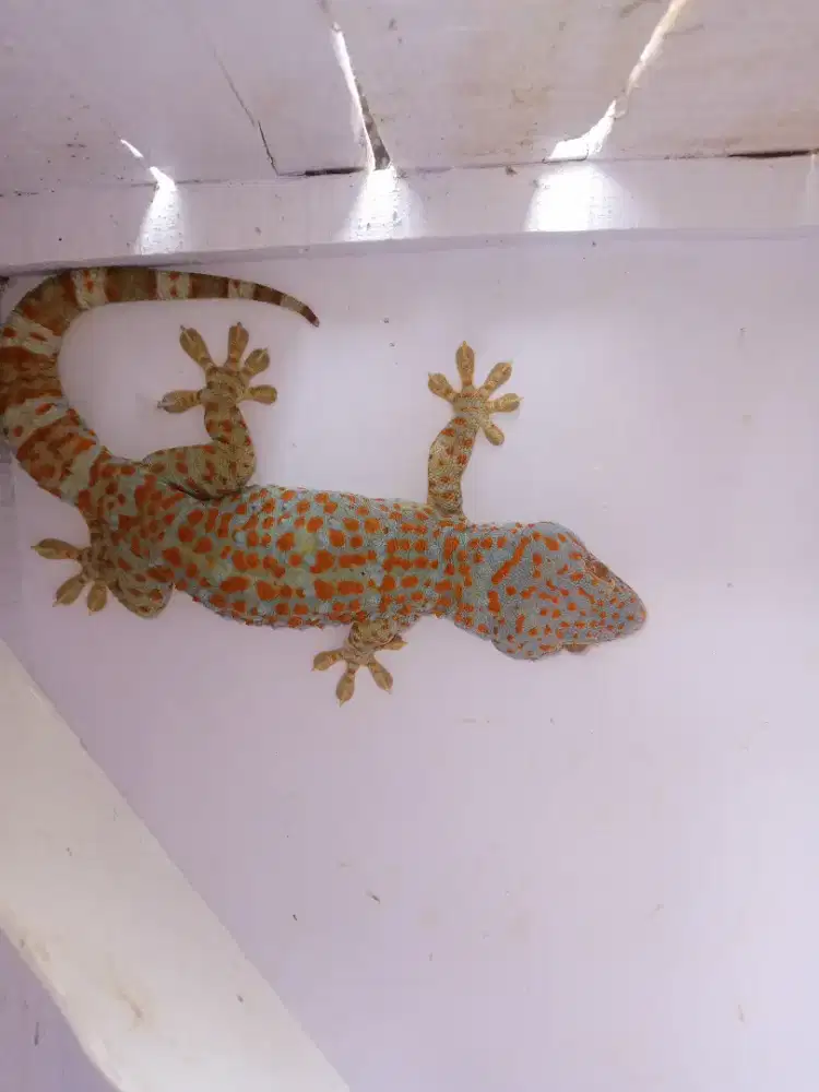 Dijual Tokek Sehat-Cocok Untuk Koleksi Reptil Eksotis