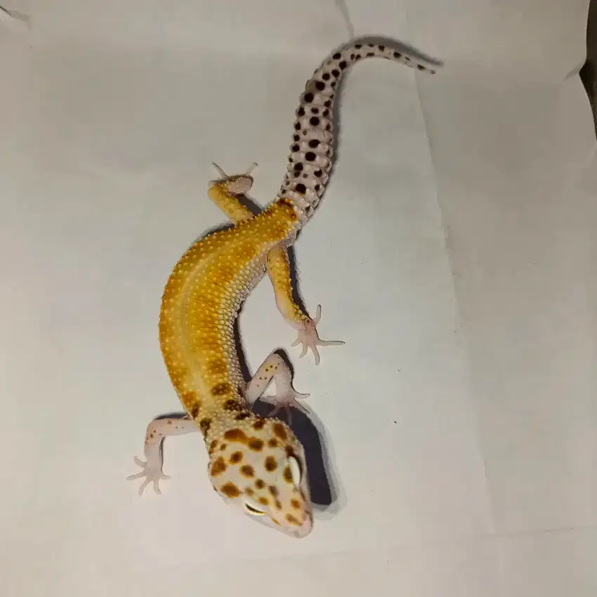 Leopard gecko snow