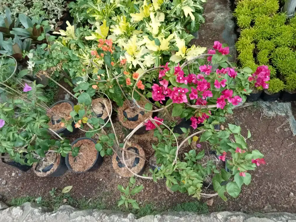 Jual pohon bugenvile