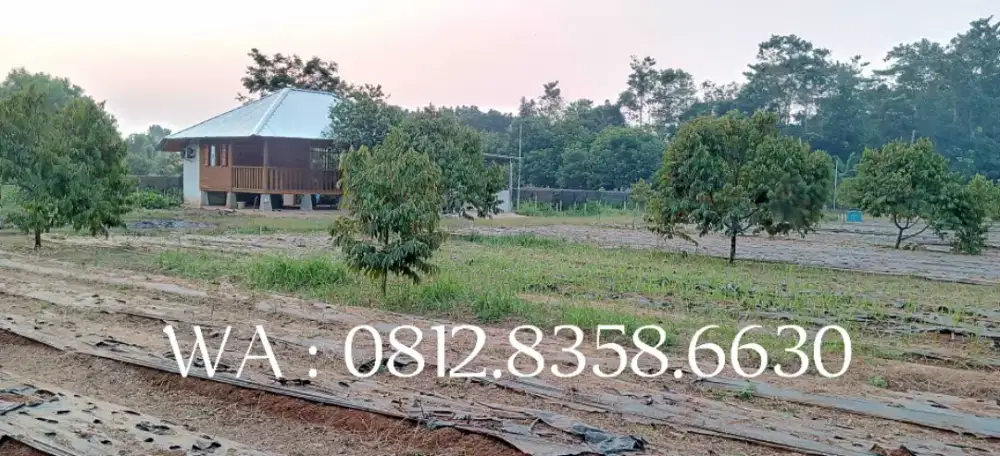 Dijual Kebon Durian Musangking, Dekat dari Sate Maranggi Hj.Yetti
