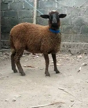 cicil 650rb 7x domba qurban 40kiloan siap kurban 2025 timbang real top