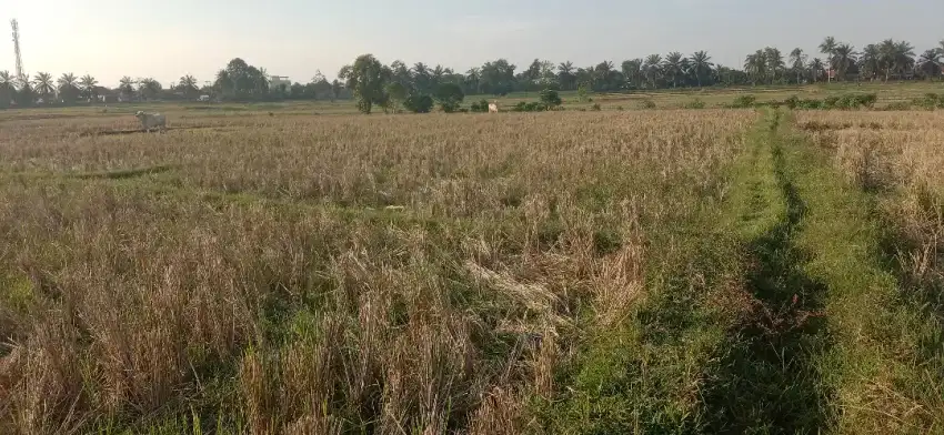 Sawah murah kota metro