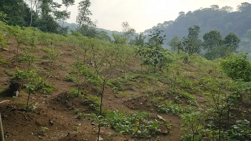 Tanah Kebun diatas Bukit 3139 m2 Kiarapedes Purwakarta