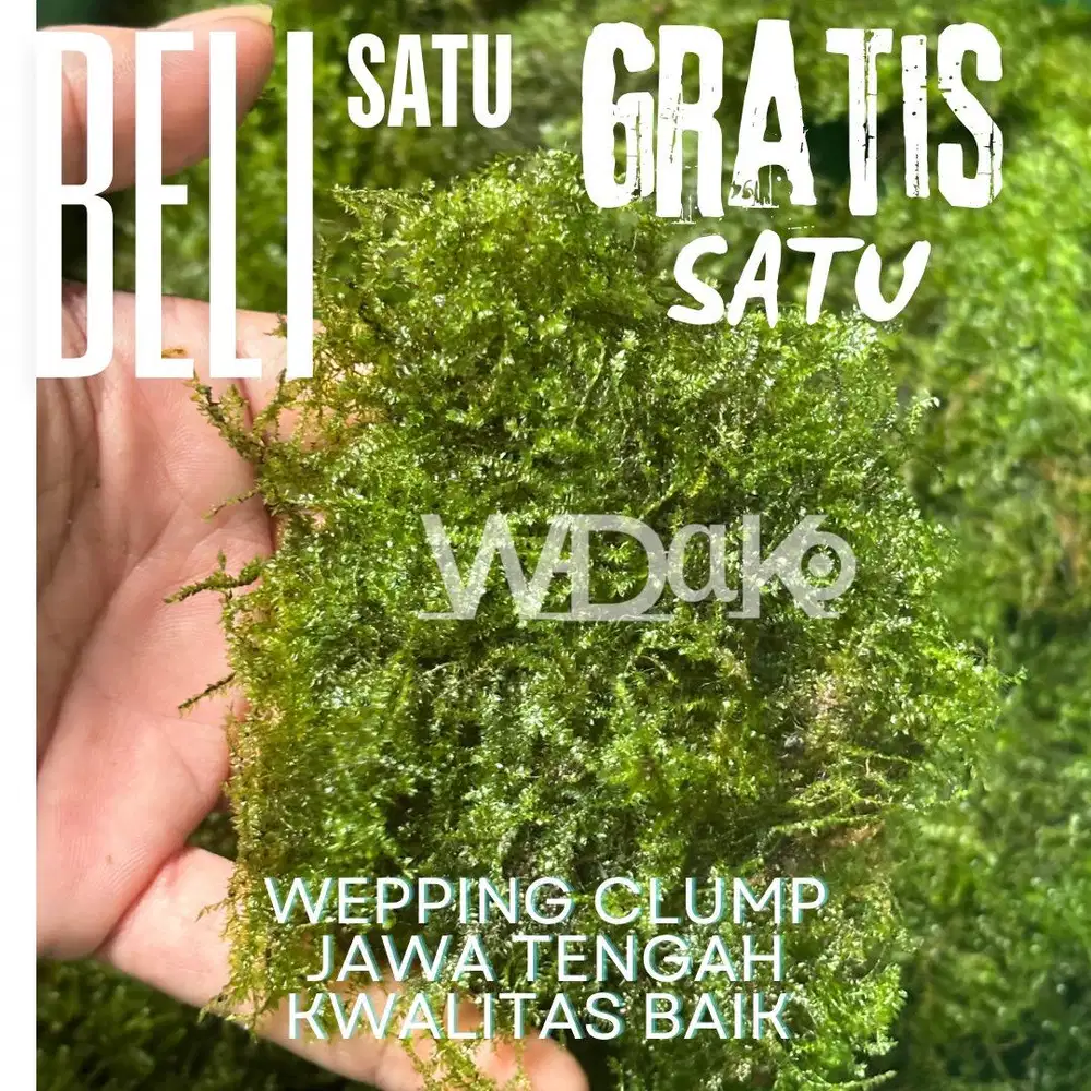 Moss wepping clump