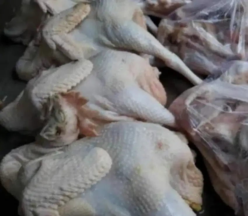 Ayam kampung siap goreng atau bakar
