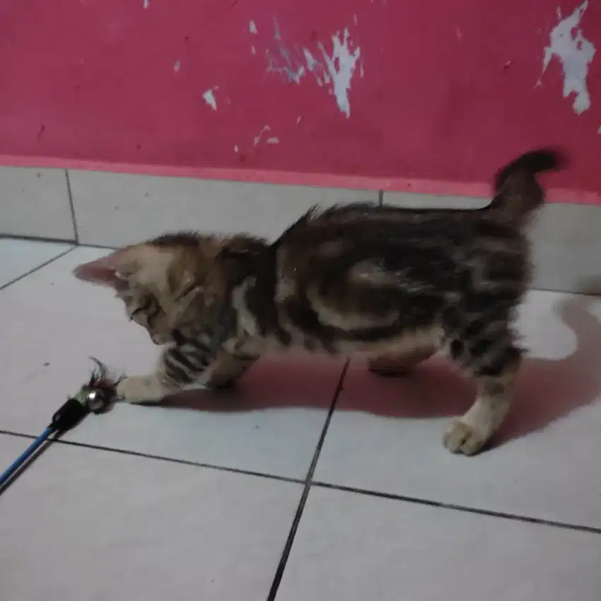 Lepas adopsi kitten Munchkin