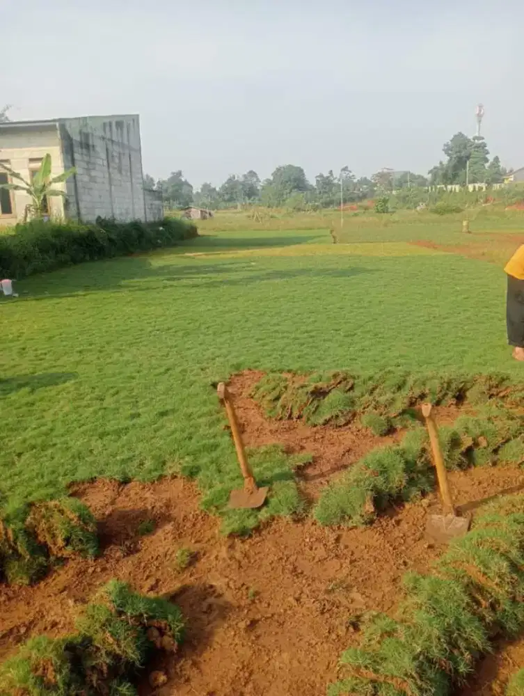 rumput Peking/jepang