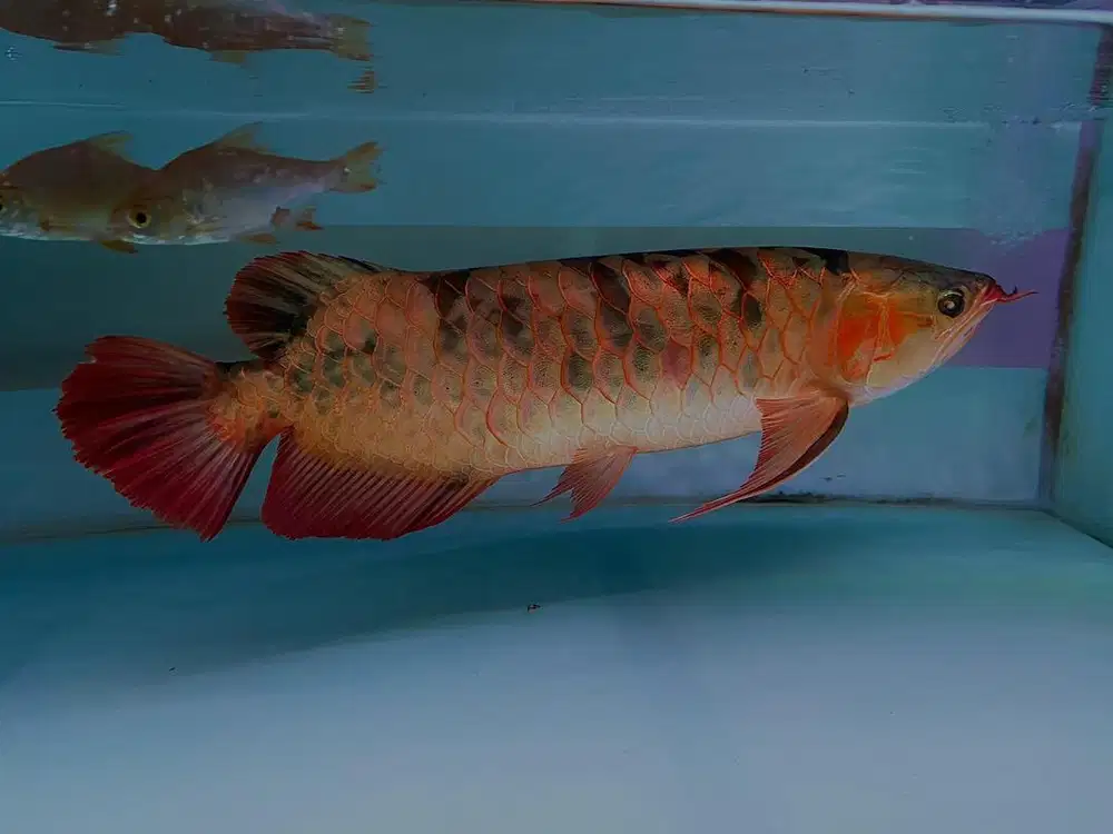 Edisi turun harga Ikan arwana super red marbel
