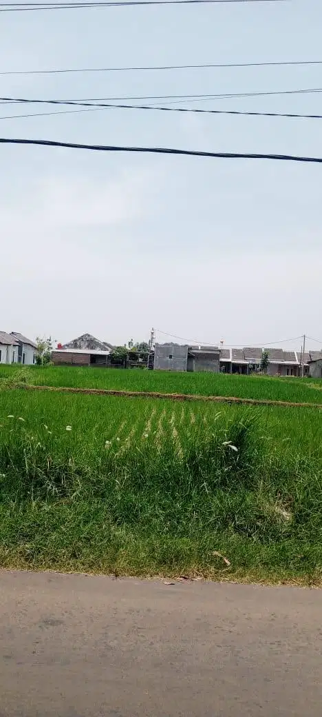 TANAH SAWAH PERUMAHAN DIJUAL LUAS