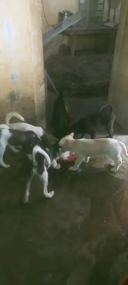 Anjing usia 3 BLN lebih