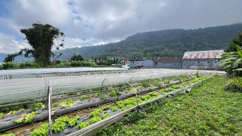 Tanah Kebun Sudah Aspek View Danau Buyan & Bukit Di Pancesari Bedugul