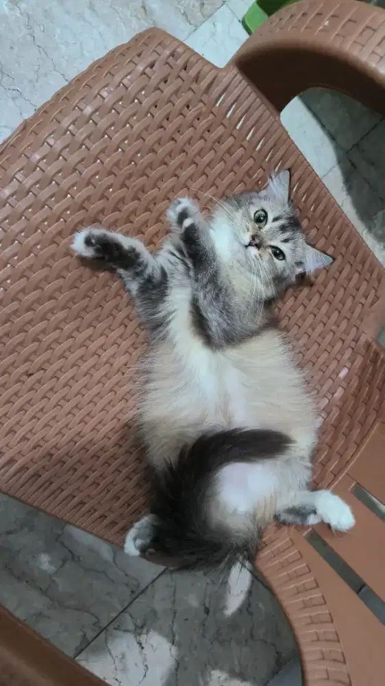 Anakan BSH & Persia (BETINA)