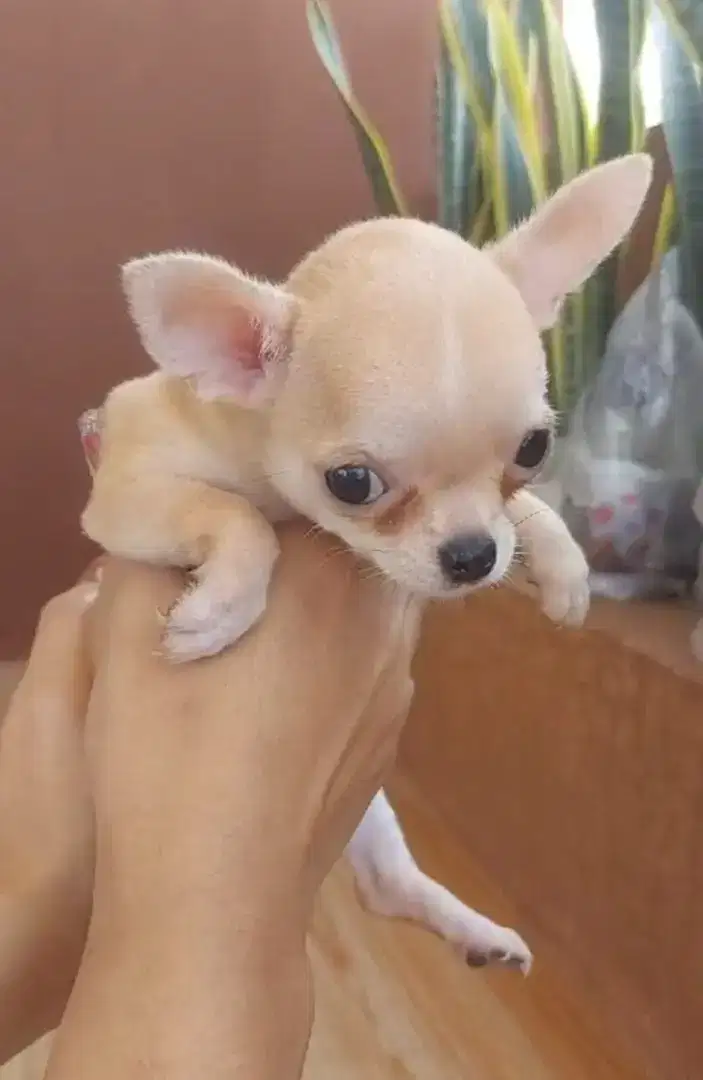 Chihuahua mini puppies