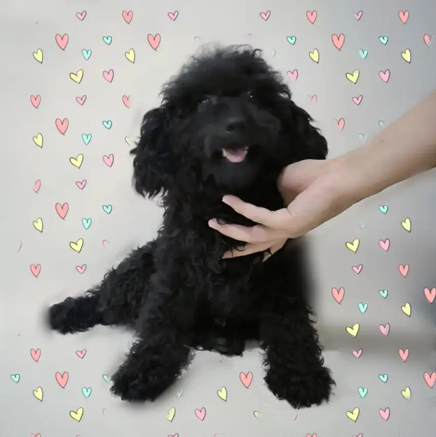 Jual sertifikat Anjing Poodle Jantan siap pacak jantan Hitam Abu grey