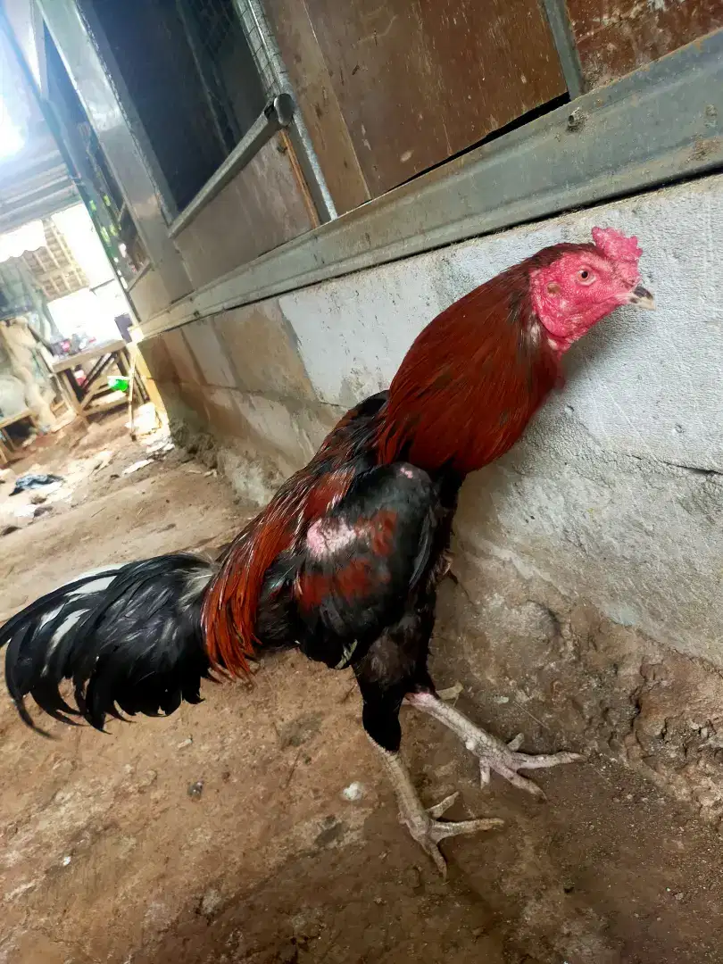 Ayam Bangkok UK.5.5 tinggi sisik batu rante