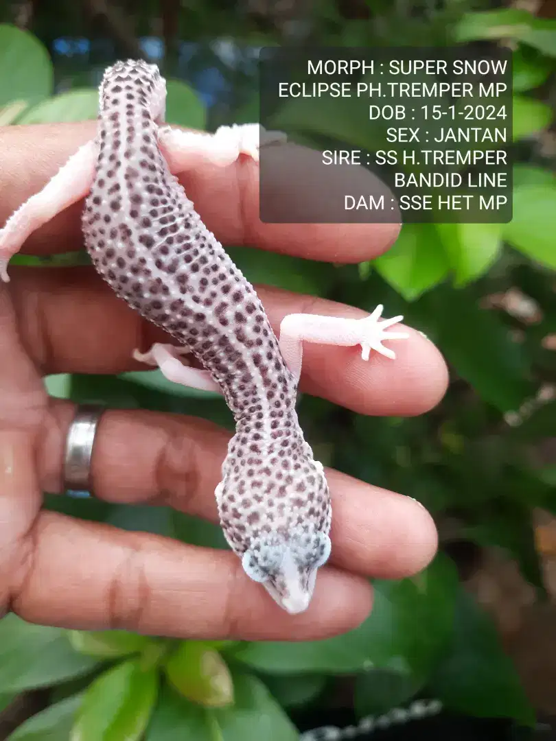 GECKO SIAPAN JANTAN DATA LENGKAP