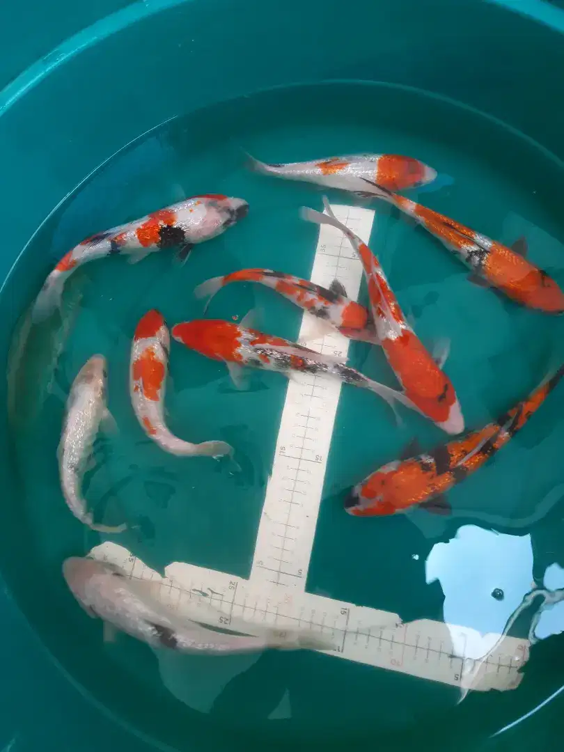 Ikan koi Blitar 25-28cm Showa Shiro Ginrin