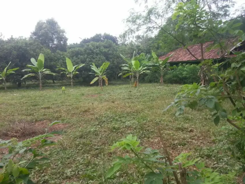 Jual Tanah Kebun Rambutan