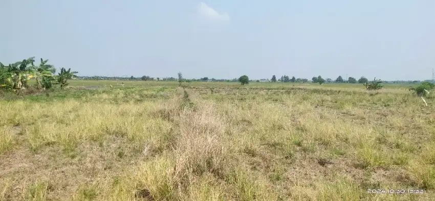 Di jual tanah sawah buat kapling di desa sukahurip sukatani bekasi