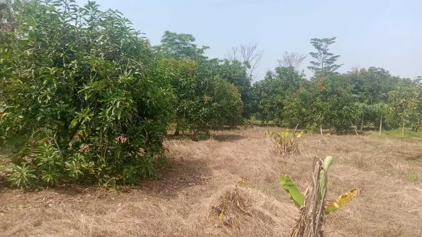 DIJUAL TANAH KEBUN MANGGA HARUMANIS DI SUKAWANA MAJALENGKA