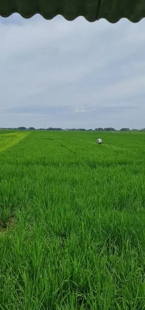 Jual Tanah Sawah Luas 3000m Tengah Tani Kab. Cirebon