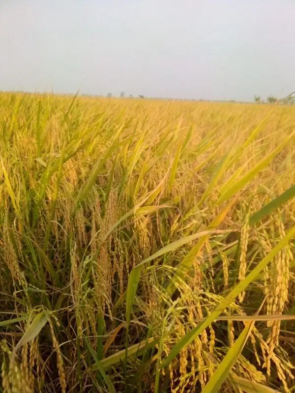 Sawah subur 1 hektar, pamanukan subang