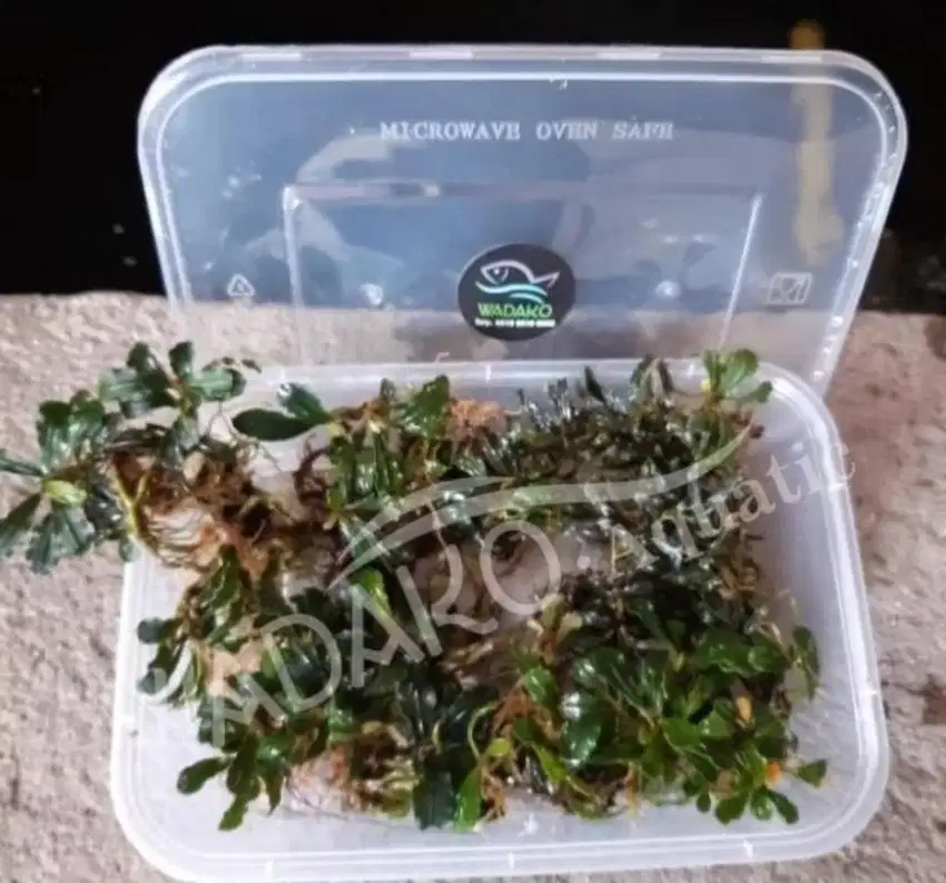 Bucephalandra per box