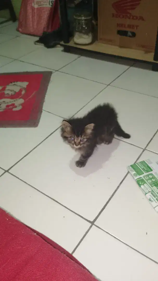 Jual kucing anggora X persia