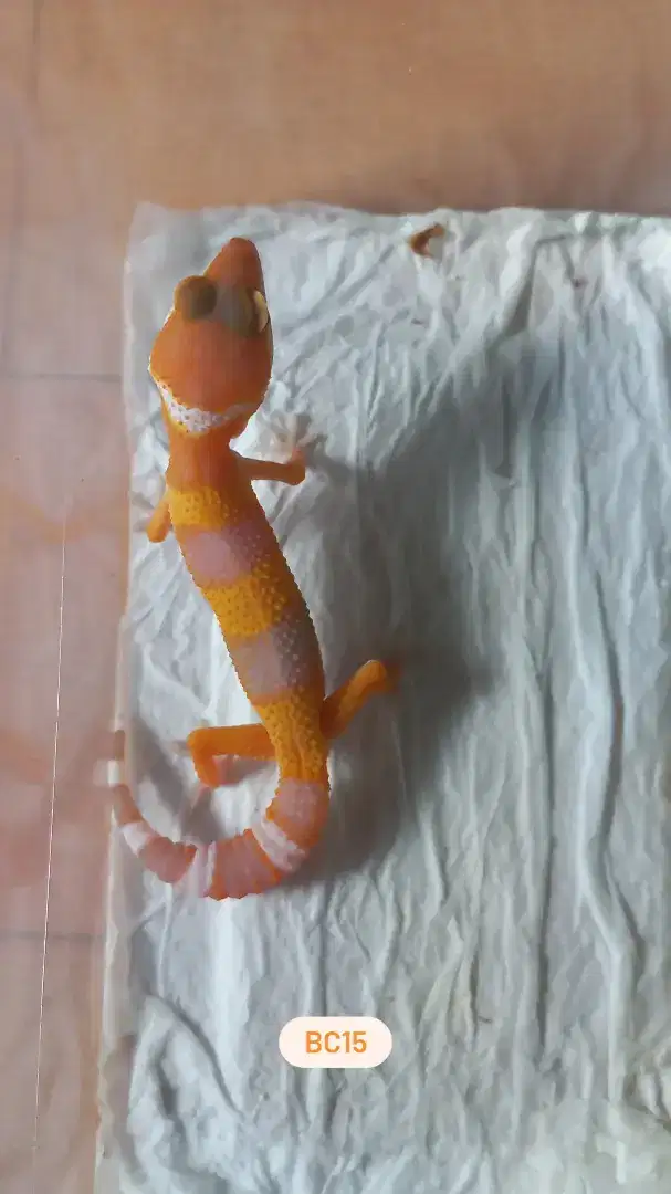 Baby Leopard Gecko Sunspot (bc15)