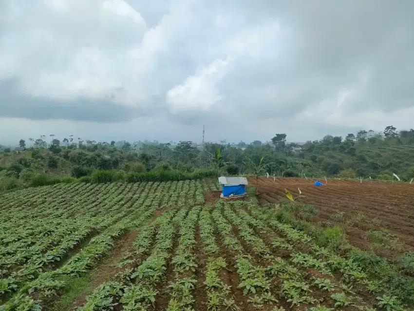 Tanah Murah perkebunan Kab.Malang