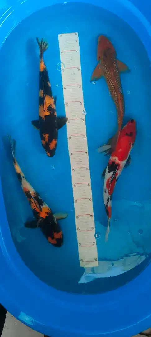 Koi showa utsuri mantab