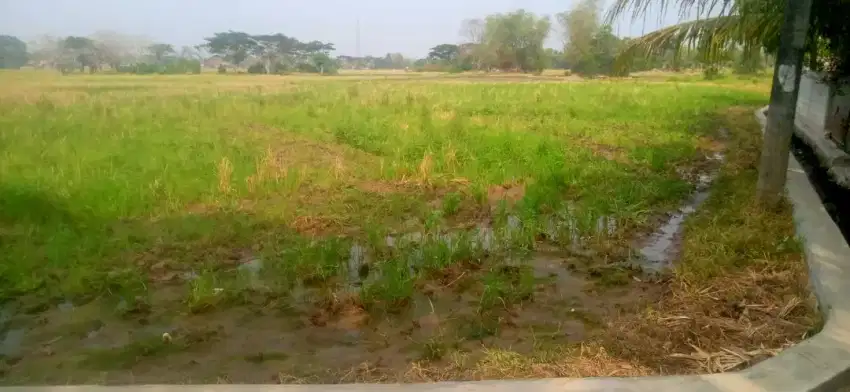 Jual sawah luas 3000