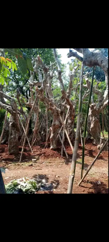 Kamboja fosil/jual Kamboja fosil/pohon Kamboja fosil/Kamboja