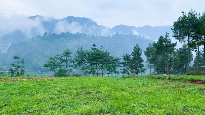 Tanah kavling villa di ketingian 1000 mdpl