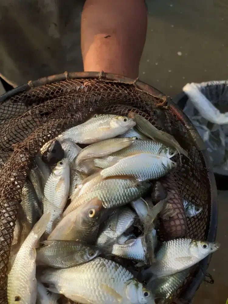 Jual bibit ikan tawes ukuran korek bengsin