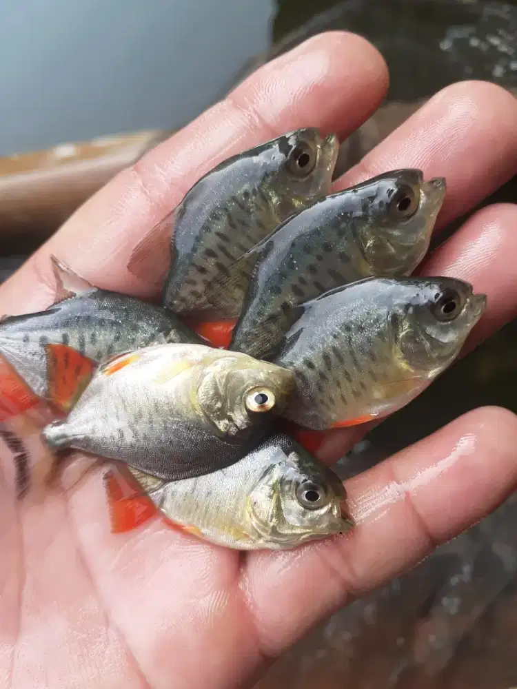 Jual bibit bawal ukuran nyilet