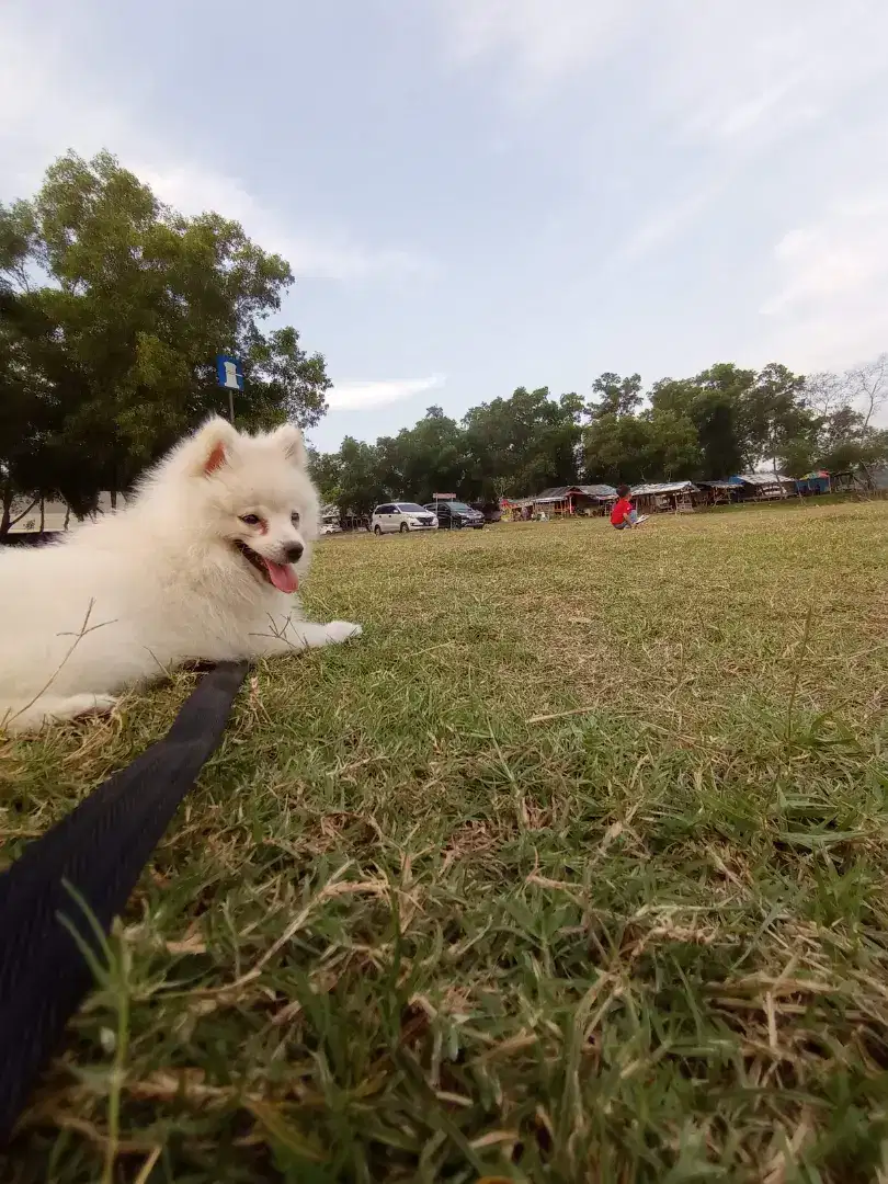 Minipom Putih Salju