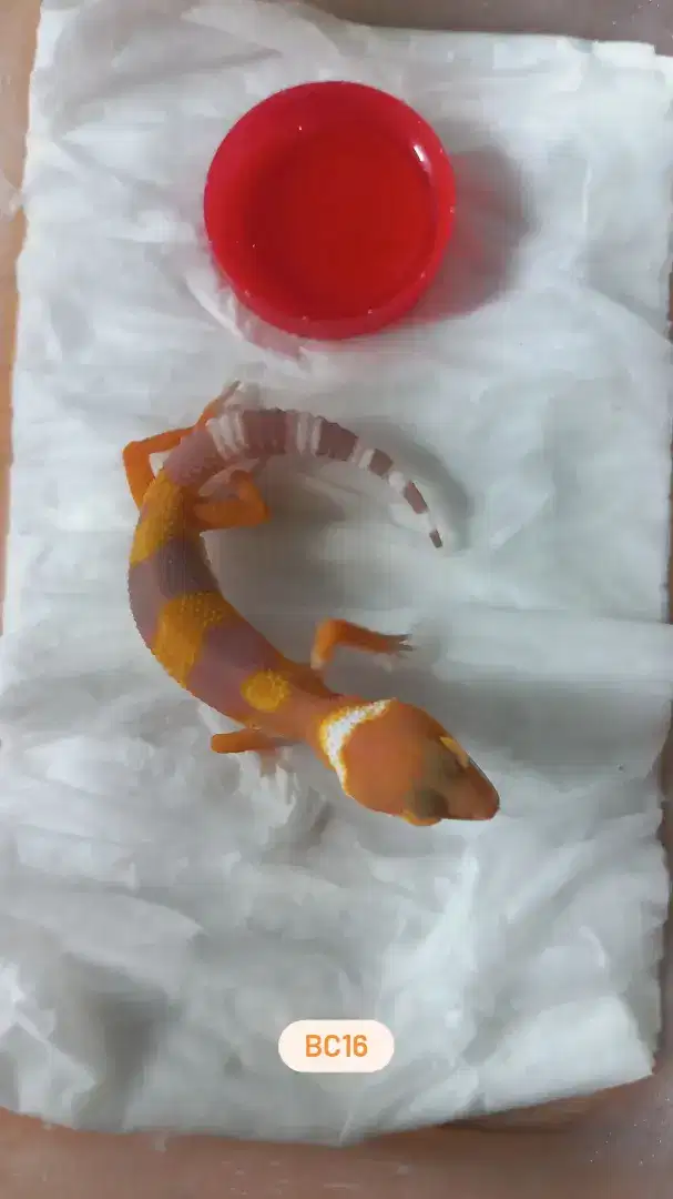 Baby Leopard Gecko sunspot (BC16)