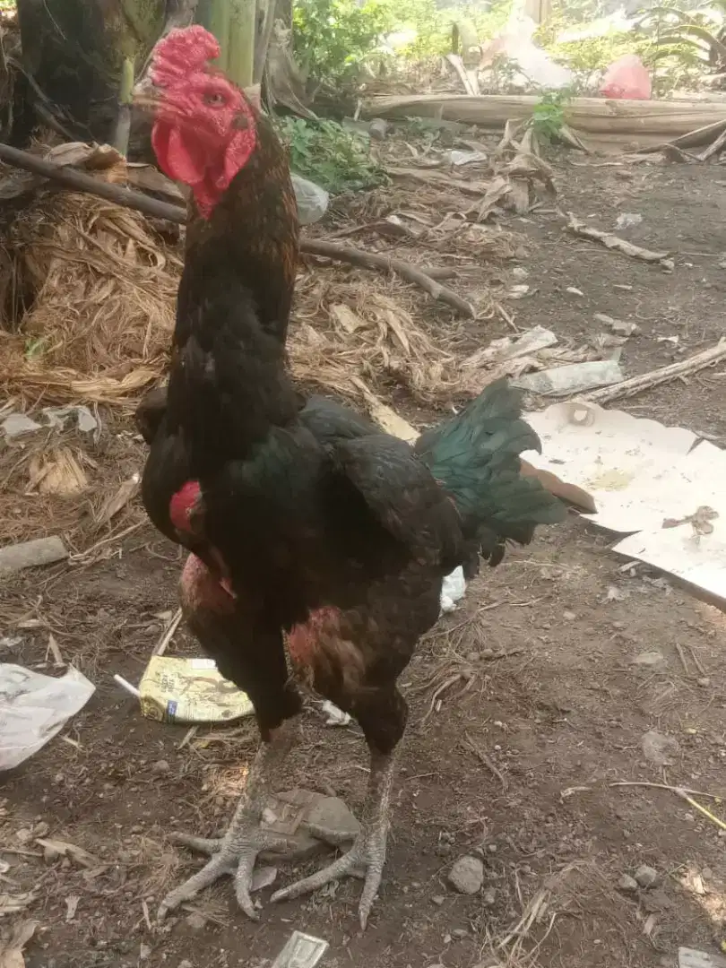 Ayam Bangkok Batu Rante semi Buĺbi